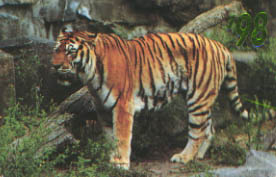 tiger